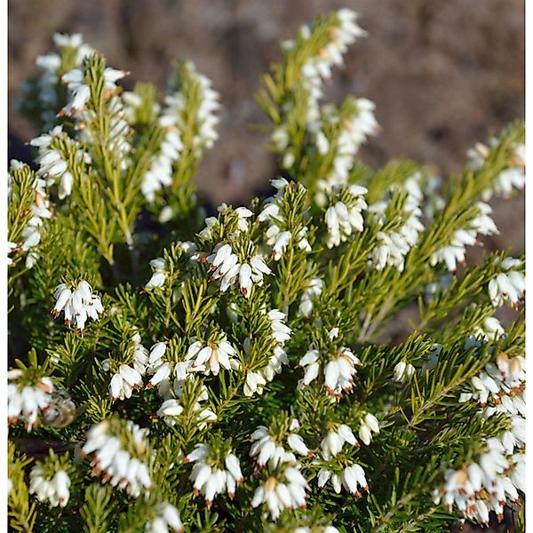 10x Winterheide Märzenschnee - Erica carnea günstig online kaufen