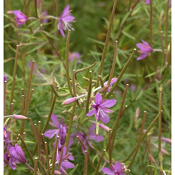 Rosmarin-Weidenröschen - Epilobium dodonaei günstig online kaufen