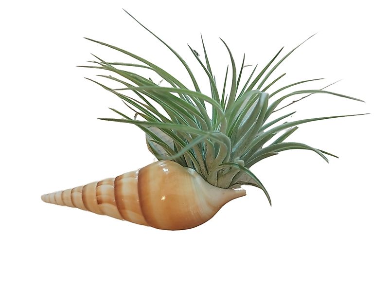 meinvipshop Dekoobjekt Zauberhafte Spindelschnecke mit Tillandsie günstig online kaufen