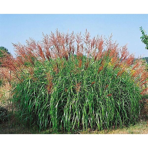 Miscanthus Sinensis Septemberrot Chinaschilf Rot 3-5 Liter Container günstig online kaufen