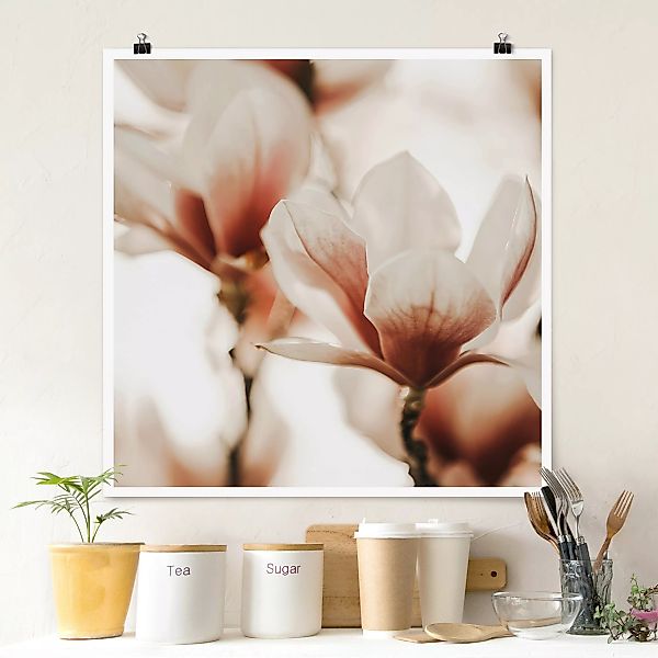 Poster Zarte Magnolienblüten im Lichtspiel günstig online kaufen