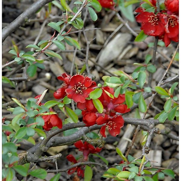 Zierquitte Rubra 40-60cm - Chaenomeles superba günstig online kaufen