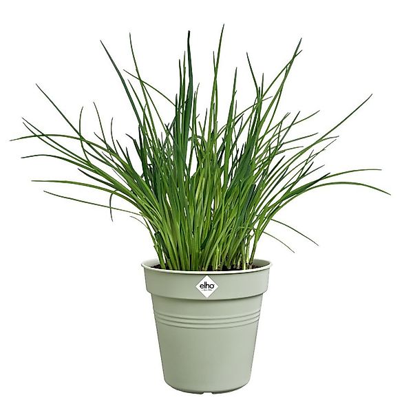 Elho Pflanzkübel green basics anzuchttopf 13cm günstig online kaufen