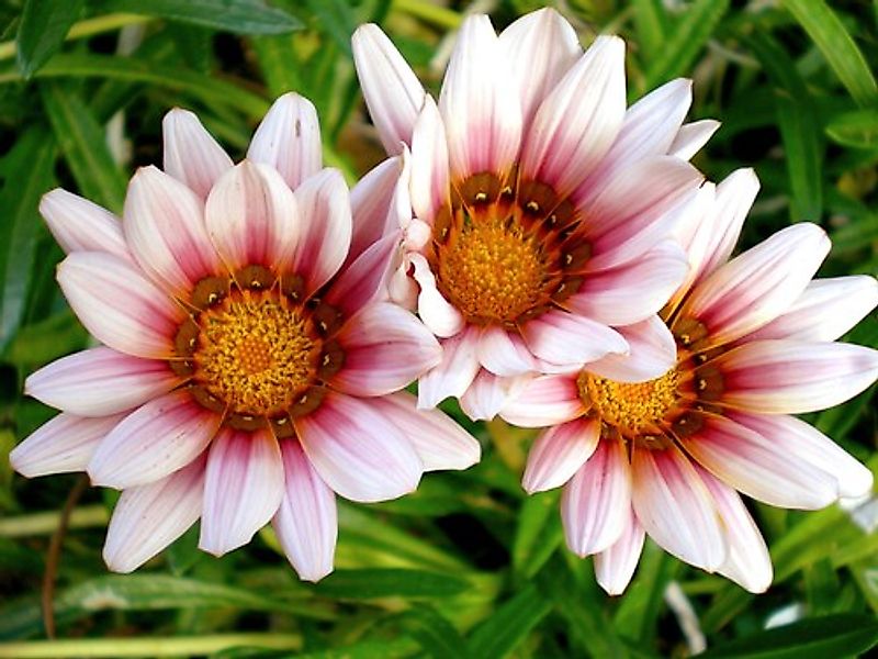 Papermoon Fototapete »Afrikanische Gazania Blumen« günstig online kaufen