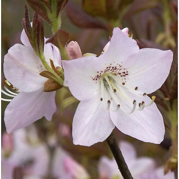 Koreanische Azalee 30-40cm- Rhododendron schlippenbachii günstig online kaufen