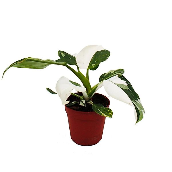 Exotenherz Zimmerpflanze Philodendron White Princess - weiß-grüner Baumfreu günstig online kaufen