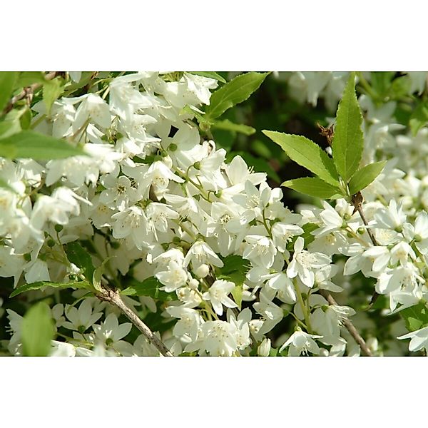 Philadelphus Manteau Dhermine Duftjasmin Weiß 40–60 cm günstig online kaufen