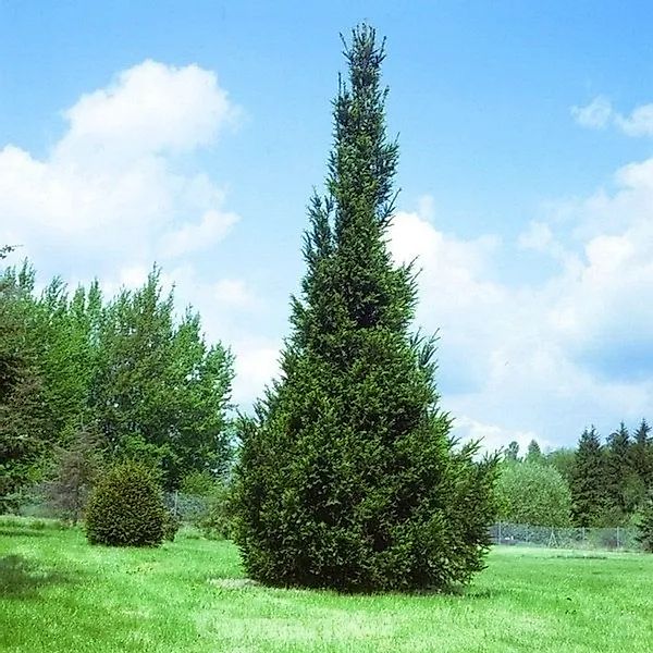 Säulen Fichte 80-100cm - Picea abies günstig online kaufen