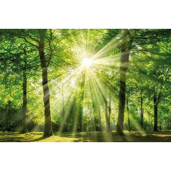 Bönninghoff Keilrahmenbild Wald B/L: ca. 78x118 cm günstig online kaufen