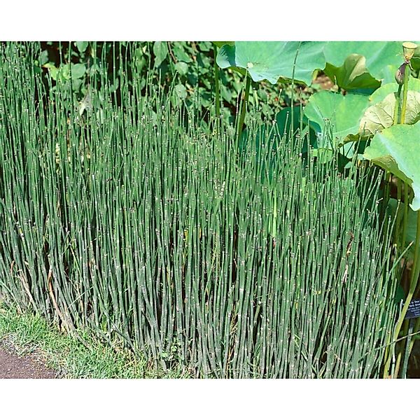 Equisetum Variegatum Ca. 9x9 cm Topf günstig online kaufen