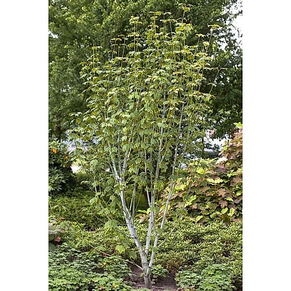 Acer Pensylvanicum Schlangenhaut-Ahorn 50–60 cm günstig online kaufen