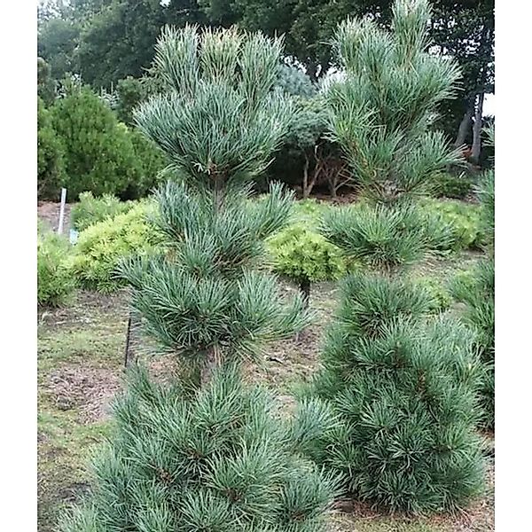 Kompakte Säulen Kiefer Pillar 25-30cm - Pinus cembra günstig online kaufen