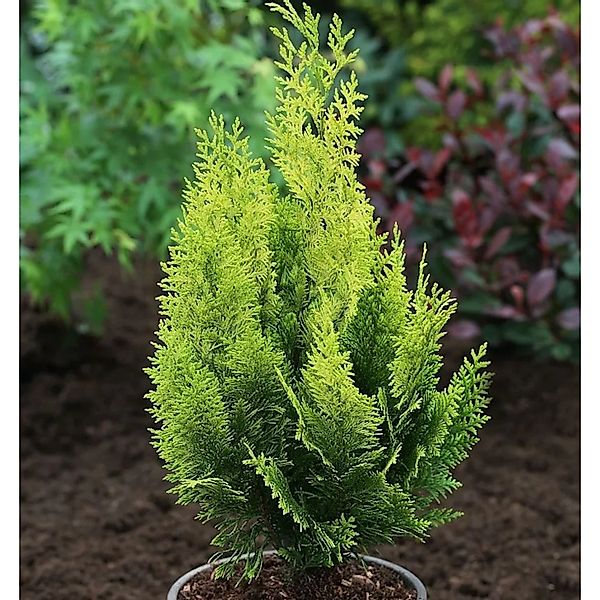 Gelbe Gartenzypresse Howarth Gold 80-100cm - Chamaecyparis,awsoniana günstig online kaufen