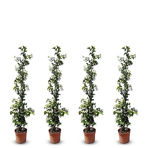 Sunny-Tree Toskanischer Jasmin 4 Stück Kletterpflanze und Außenpflanze  Wid günstig online kaufen
