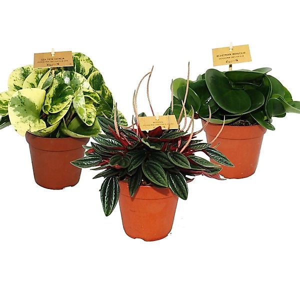 Exotenherz Peperomia 3er Set günstig online kaufen