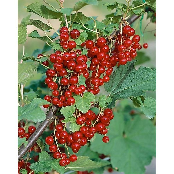 Ribes Rubrum Jonkheer Van Tets Rote Johannisbeere 60 Cm Stammhöhe günstig online kaufen