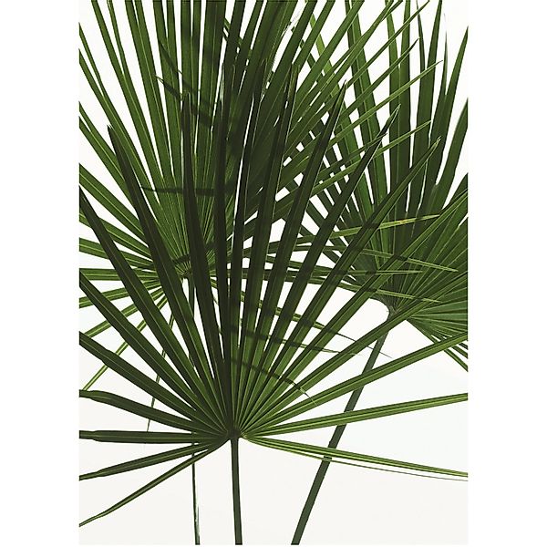 Komar Bild »Palmtree Leaves«, Pflanzen, (1 St.), Wandbild zur Dekoration - günstig online kaufen