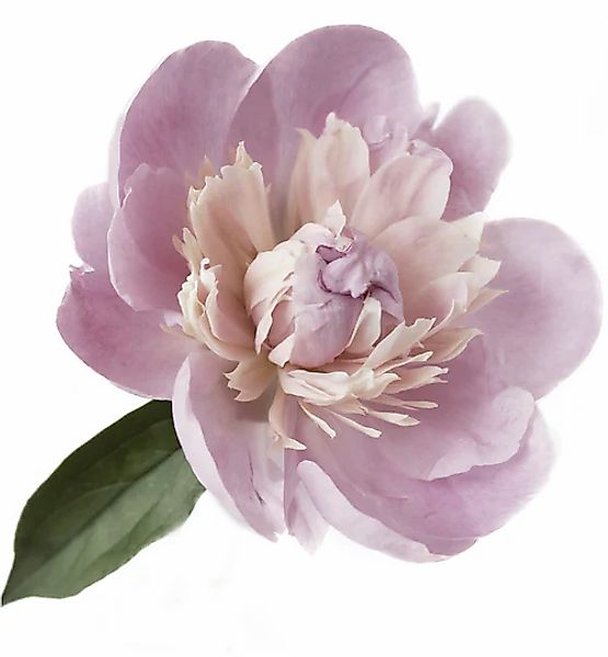 queence Wandtattoo »Alena« Wandbild, Sticker, rosa, Blume, Blüte, selbstkle günstig online kaufen
