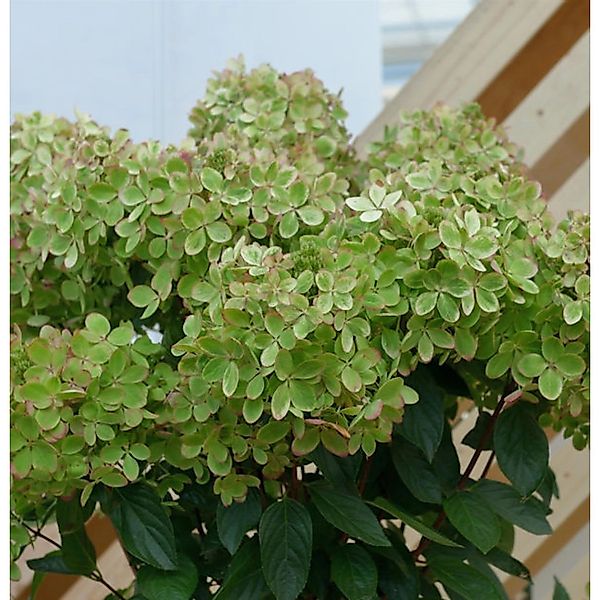 Rispenhortensie Pastelgreen 30-40cm - Hydrangea paniculata günstig online kaufen