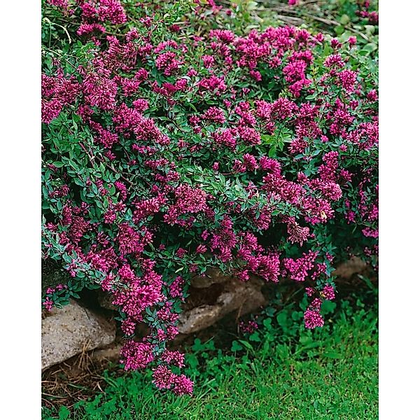 Origanum Laevigatum Herrenhausen Dost Ca. 9x9 cm Topf günstig online kaufen