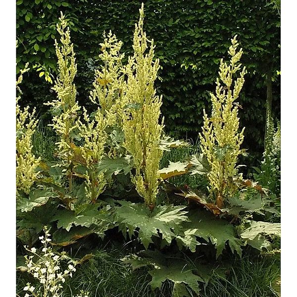 Königs Rhabarber - Rheum alexandrae günstig online kaufen