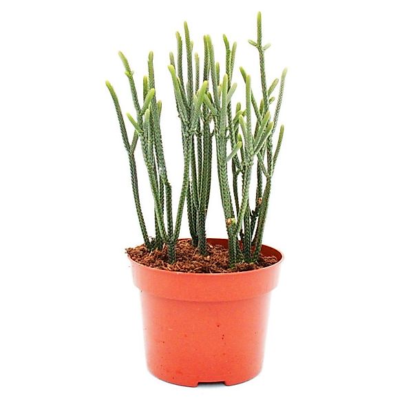 Exotenherz Sukkulente Crassula Muscosa Harmony In Green 10cm Topf günstig online kaufen