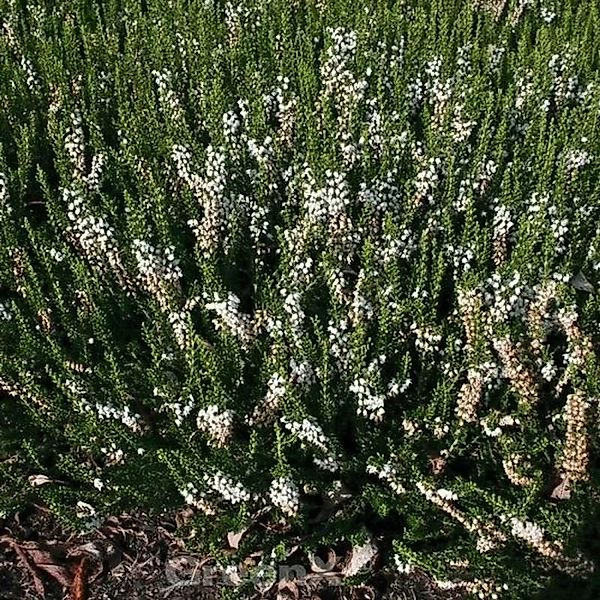 10x Besenheide Long White - Calluna vulgaris günstig online kaufen