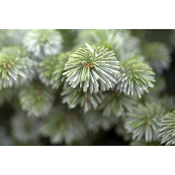 Picea Sitchensis Silberzwerg Fichte Silbrig 70–80 cm günstig online kaufen