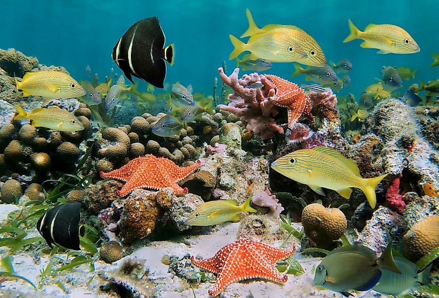 Papermoon Fototapete "Fische mit Seesternen" günstig online kaufen