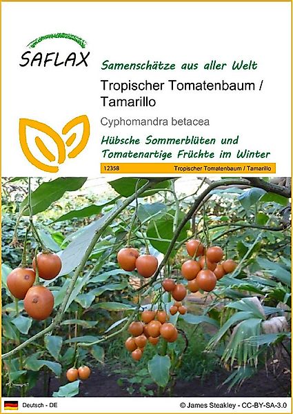 SAFLAX Blumensamen SAFLAX - Samen - Tropischer Tomatenbaum / Tamarillo günstig online kaufen