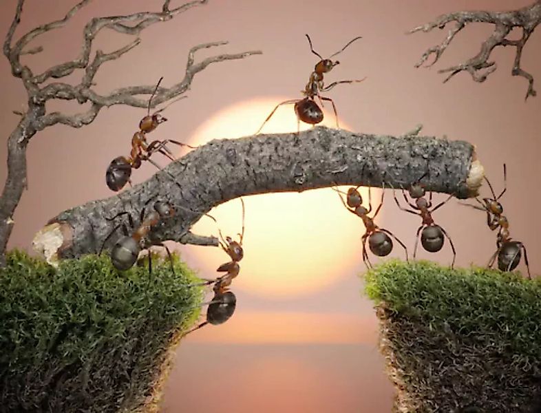 Papermoon Fototapete »Ants Teamwork« günstig online kaufen