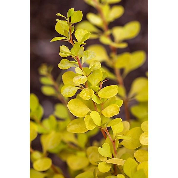 Berberis thunbergii Yellow Tower 20-25 cm günstig online kaufen