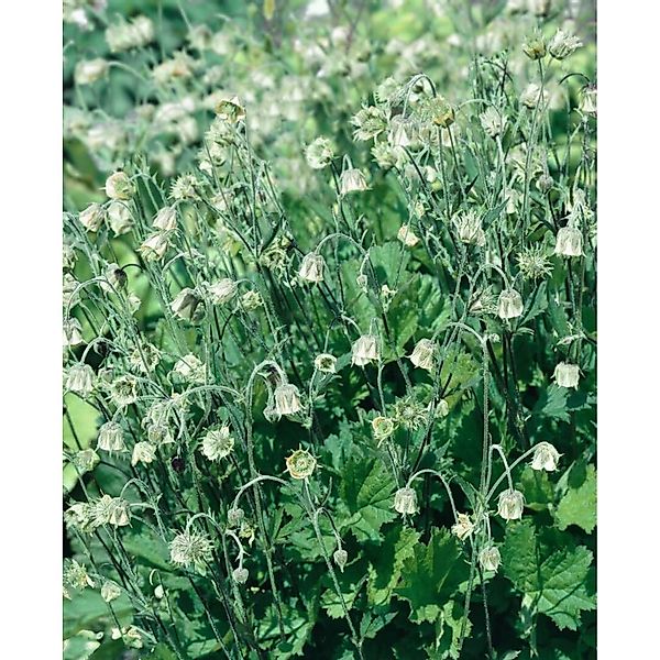 Geum Rivale Album Bachnelkenwurz Ca. 9x9 cm Topf günstig online kaufen