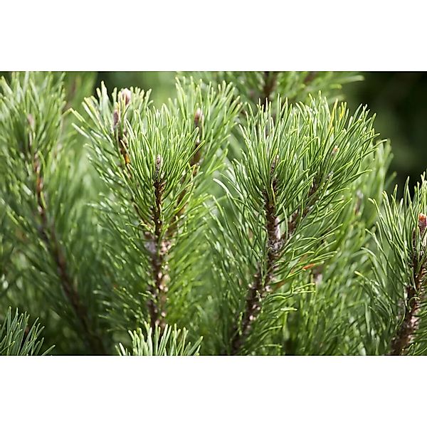 Pinus Mugo Carstens Wintergold Bergkiefer Goldgelb 40–50 cm günstig online kaufen