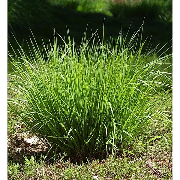 Pfeifengras Heidebraut - großer Topf - Molinia caerulea günstig online kaufen