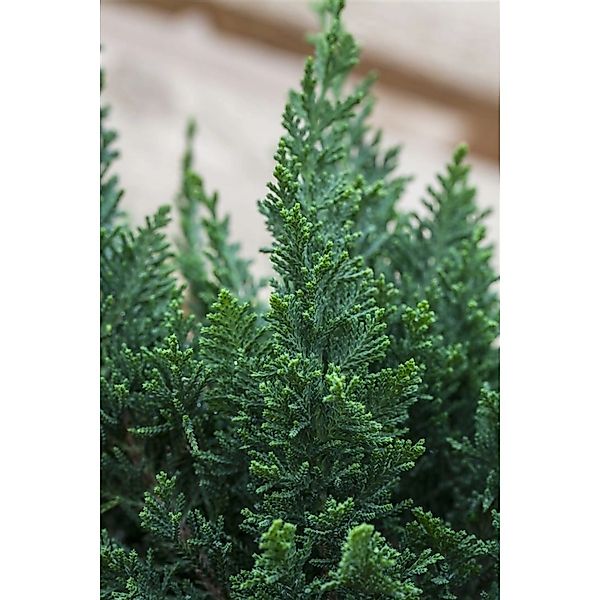 Chamaecyparis Lawsoniana Little Spire Scheinzypresse 20–25 cm günstig online kaufen