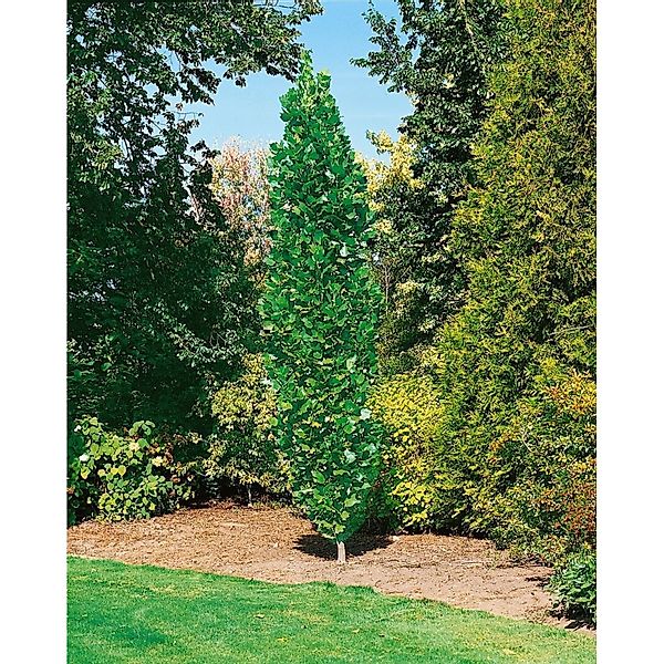 Liriodendron Tulipifera Fastigiatum Tulpenbaum 100–125 cm günstig online kaufen