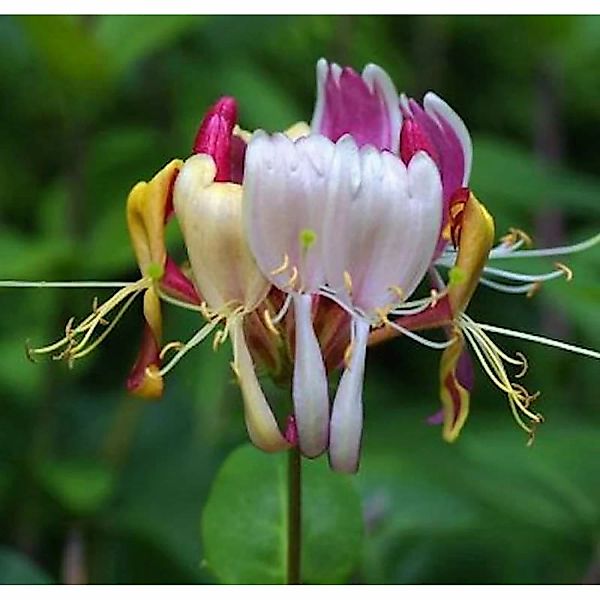 Geißschlinge America Beauty 100-125cm - Lonicera heckrottii günstig online kaufen