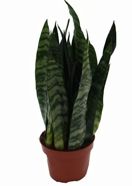 Gärtnerei Müller Sanseveria, (Sanseveria zeylanica), ca. 40cm hoch, 12cm To günstig online kaufen