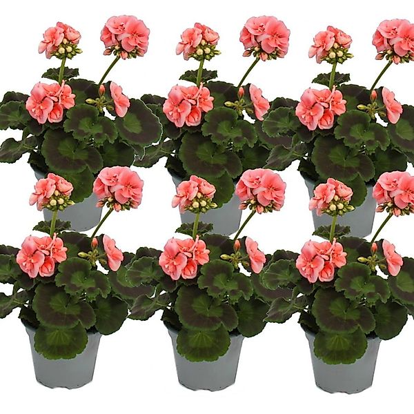 Exotenherz Geranien Stehend Pelargonium Zonale 12cm Topf Set mit 6 Pflanzen günstig online kaufen