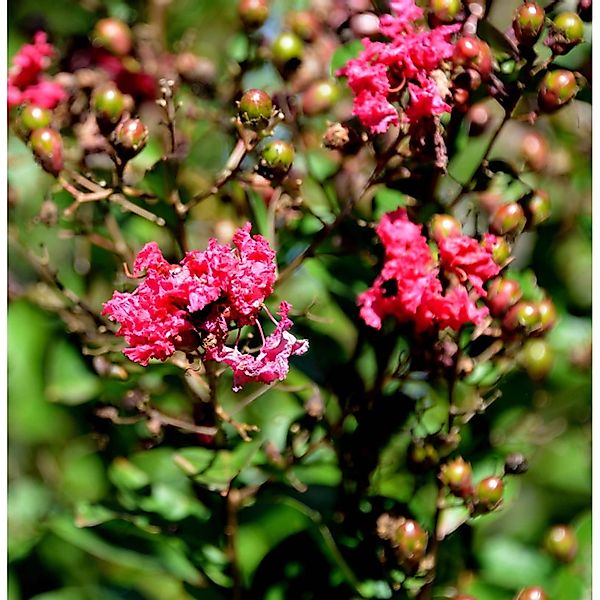 Chinesische Kräuselmyrte Dynamite 100-125cm - Lagerstroemia indica günstig online kaufen