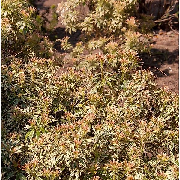 Schattenglöckchen Lavendelheide Little Goldy 20-25cm - Pieris japonica günstig online kaufen