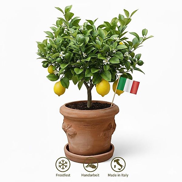 Teramico Pflanzkübel Terrakotta Blumenkübel Limoni Toscana günstig online kaufen