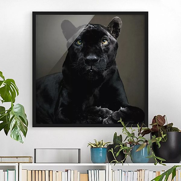 Bild mit Rahmen Tiere - Quadrat Black Puma günstig online kaufen