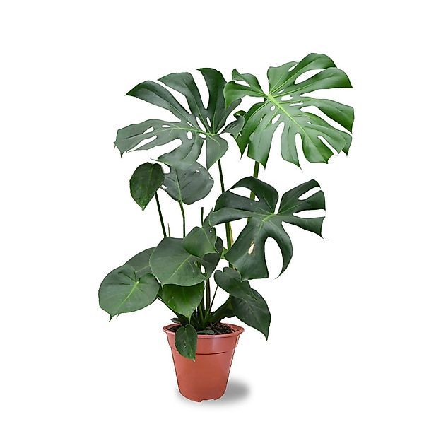 Green Me Up Zimmerpflanze Große Monstera Höhe 70-80cm günstig online kaufen