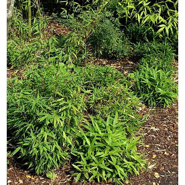 zwergbambus Lolliloops 40-60cm - Fargesia murieliae günstig online kaufen