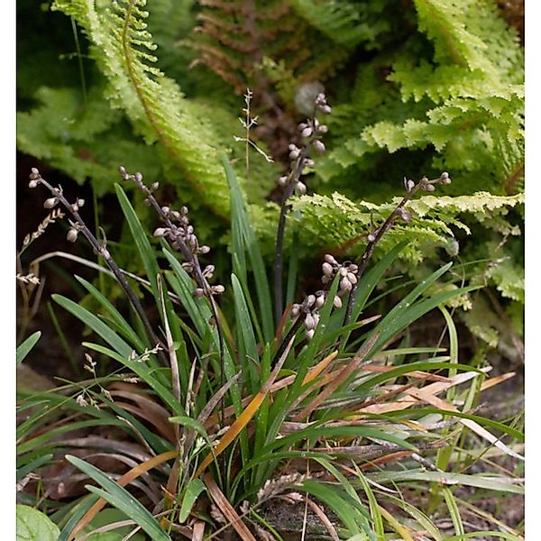 Schlangenbart Minor - Ophiopogon japonicus günstig online kaufen