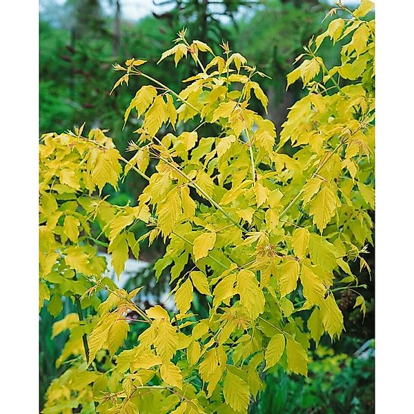 Acer Negundo Kellys Gold Eschen-Ahorn Goldgelb 150–200 cm günstig online kaufen