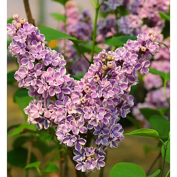 Edelflieder Sensation 30-40cm - Syringa vulgaris günstig online kaufen