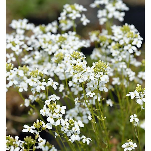 Schaumkresse Glacier - Arabis procurrens günstig online kaufen